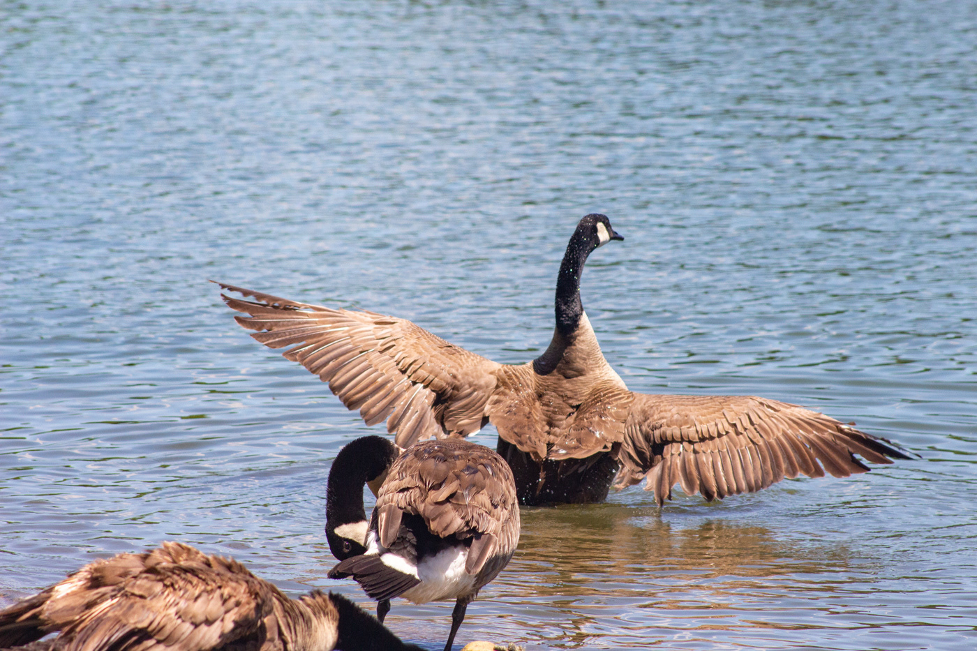 birds Flying geese Goose lake Nature water waterfowl wings