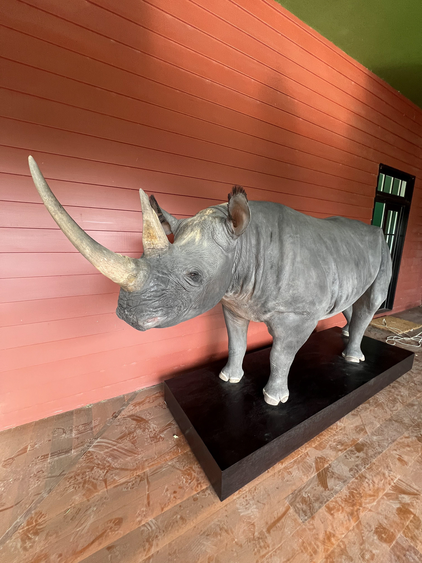 Rhino finishing taxidermy