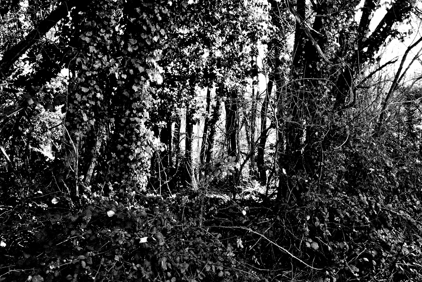 bosco eerie eerie woods Fotografia horror photo Photography  thoreau woods