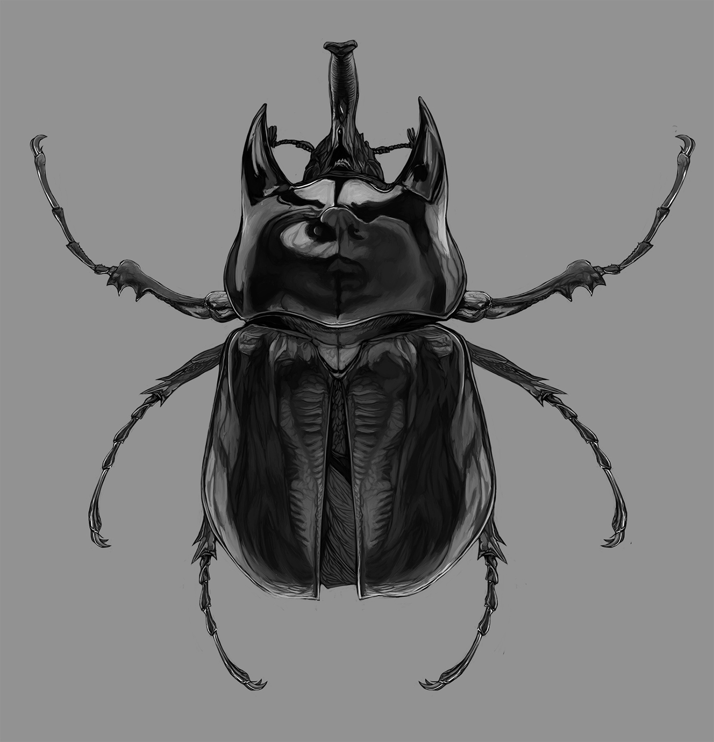 scientific illustration,entomology,beetle,Иллюстрация,Цифровое искусство,Ри...