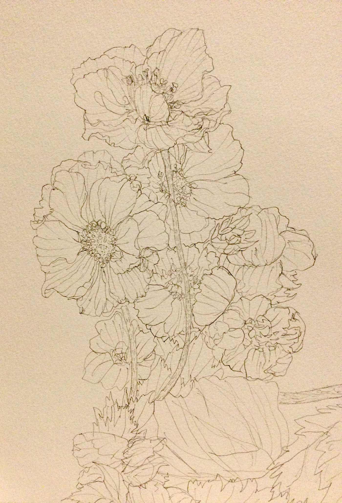 flower sketch strawberry blossom ILLUSTRATION  pencil Drawing  tulip