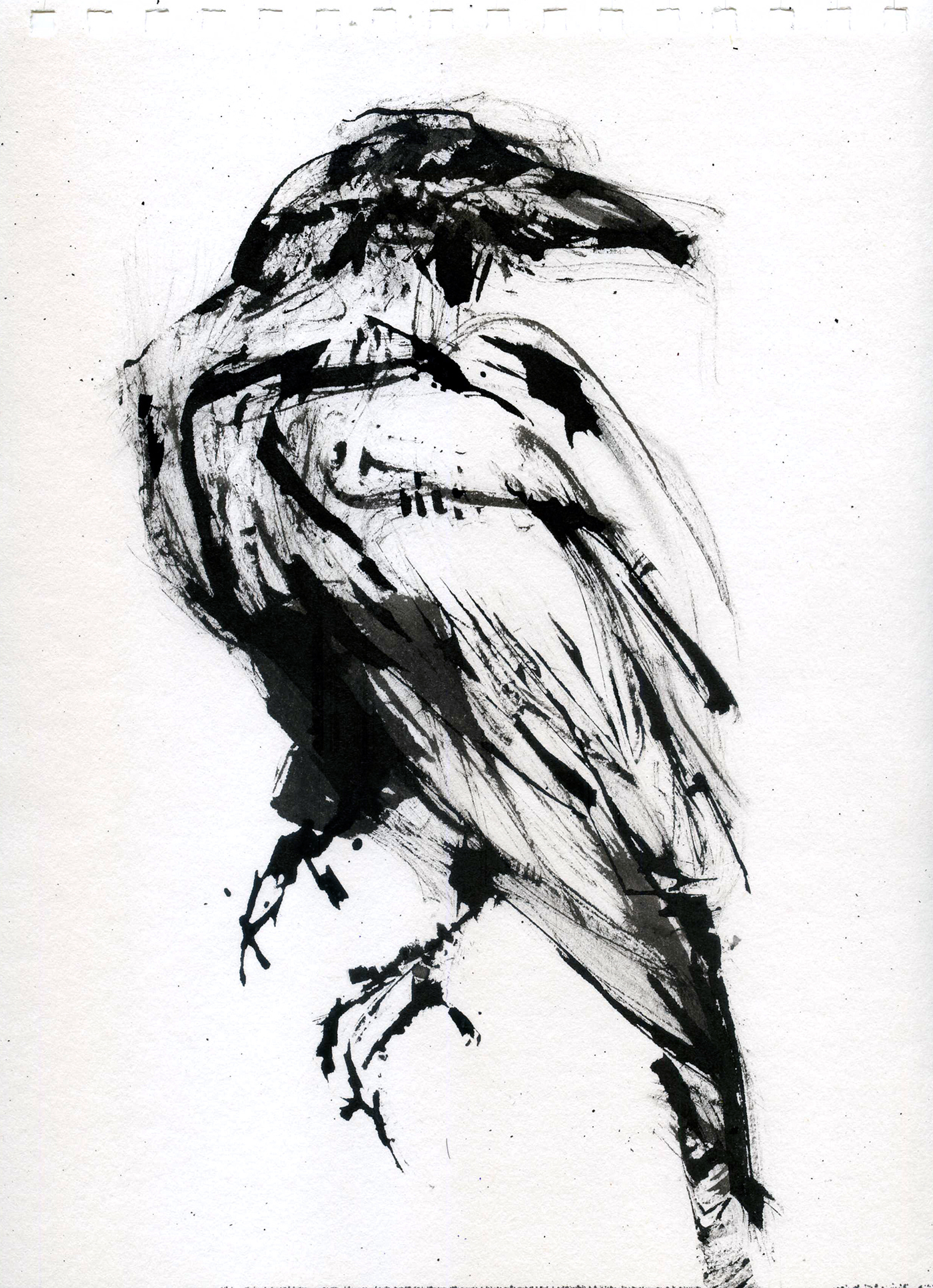 sketch Drawing  artwork ink black and white
