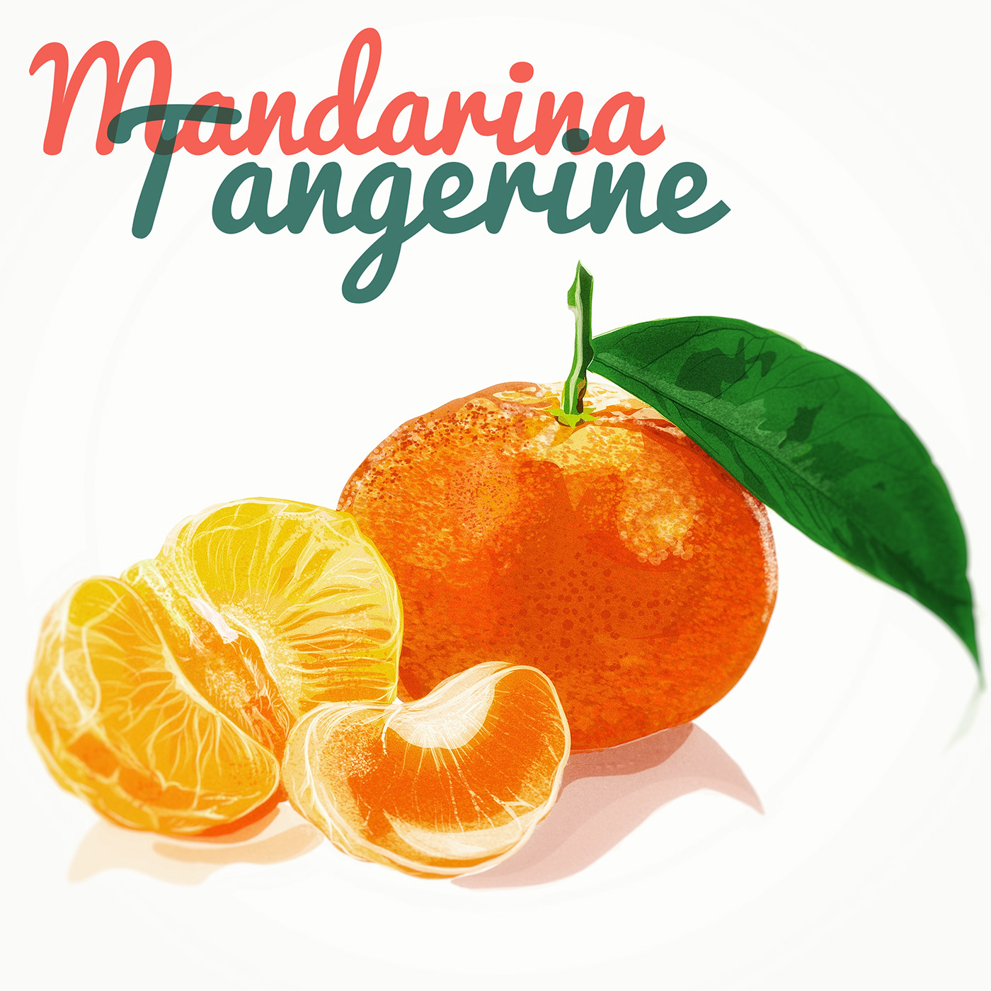Drawing  adobe fresco tangerine mandarina Fruit Digital Drawing vector fruta olbap olbap design