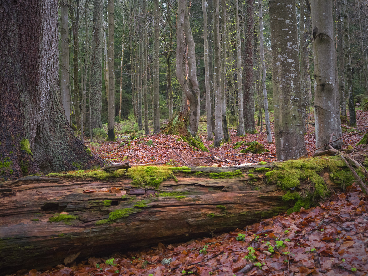 sumava czechia Landscape Nature forest rudolf vlcek