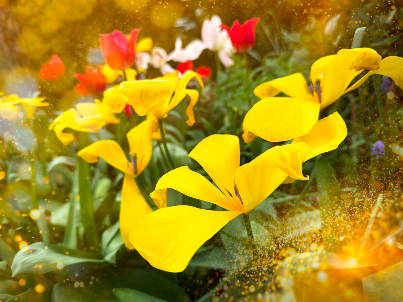 spring Flowers tulips tulip Nature Photography  Magic   Magical fantasy ILLUSTRATION 