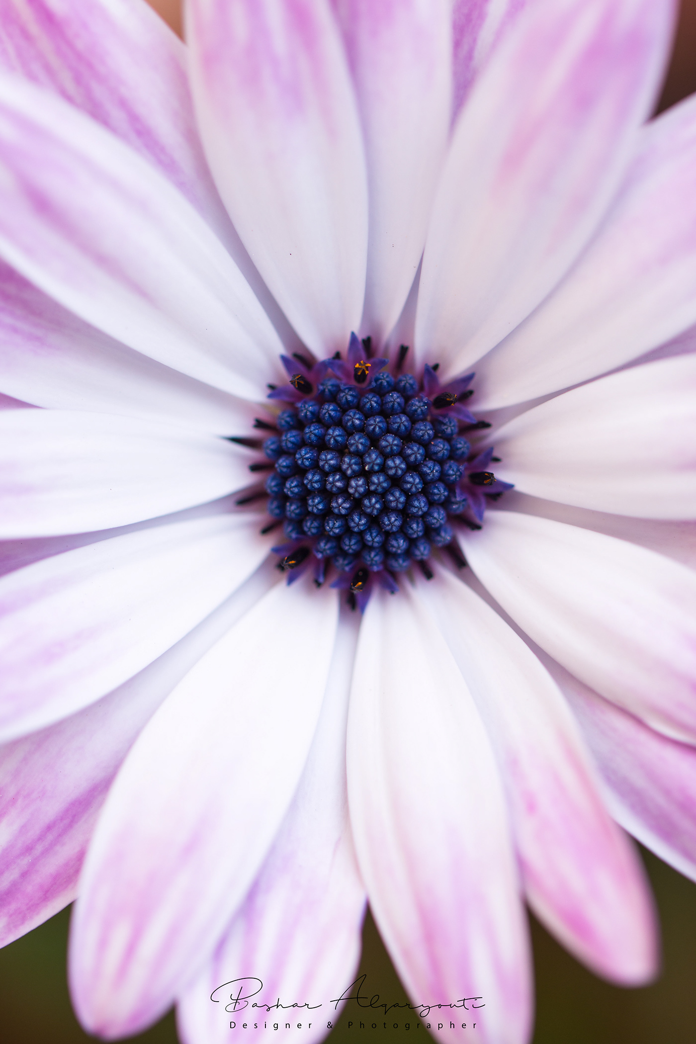 #flowers #Osteospermum #whitegerberdaisies #macrophotography #photography