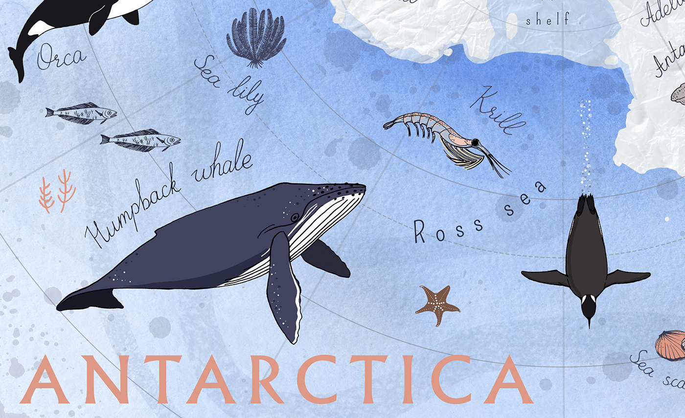 animal antarctica bird children continent illustrated illustrated map kids map sea