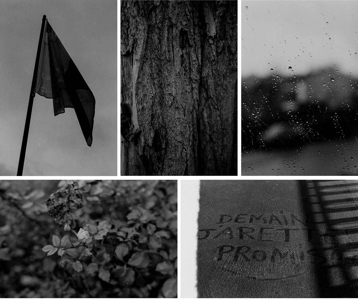 analog photography illiford macrophotographie minolta noir et blanc paysage Photographie argentique portrait reportage