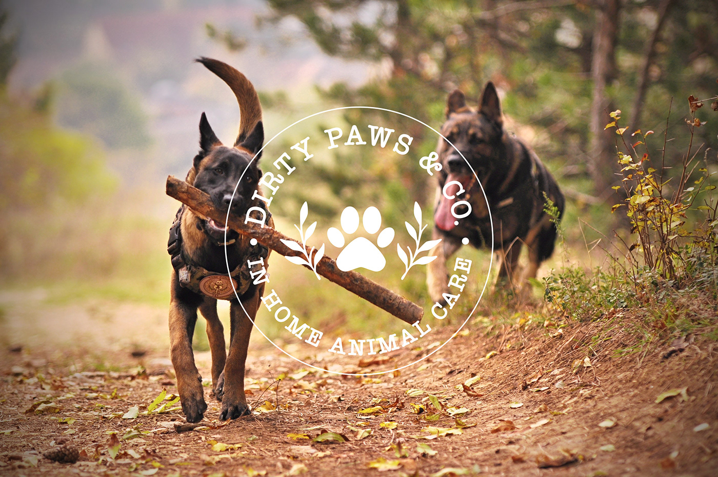 animal care animal logo badge branding  circle dogs grooming logo paws Pet