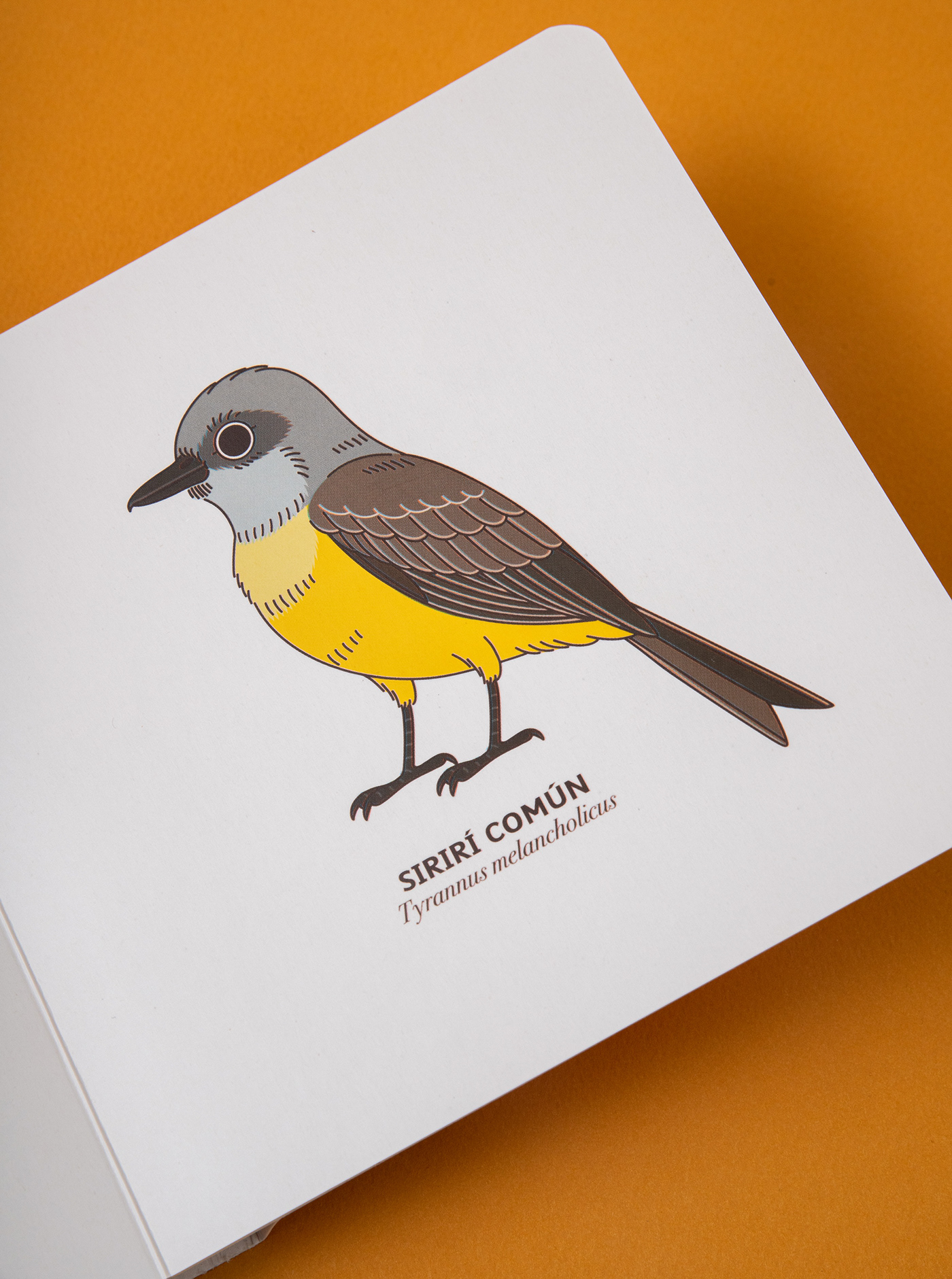 birds colombia editorial ilustracion medellin raeioul Raeioul inc