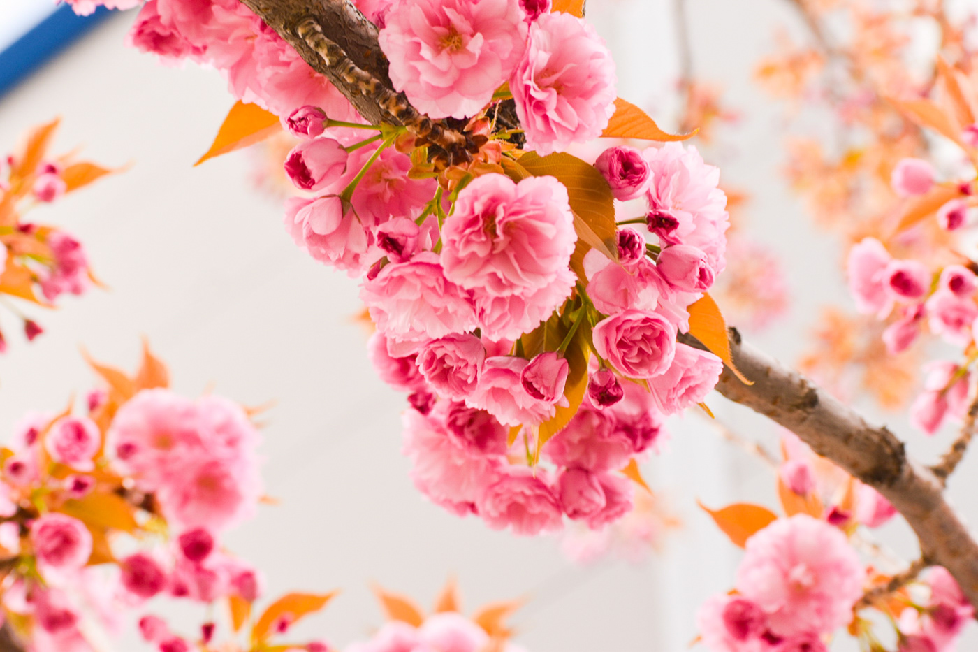 blossoms Kragujevac Nature Nikon D3500 sakura spring
