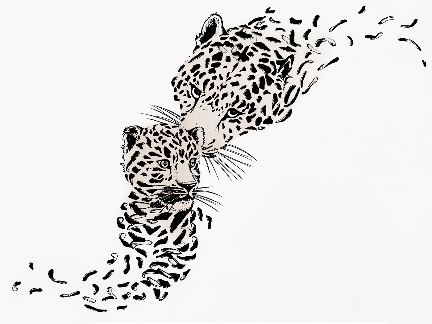 amur animals design endangered Fade ILLUSTRATION  leopard Nature sketch sketches species
