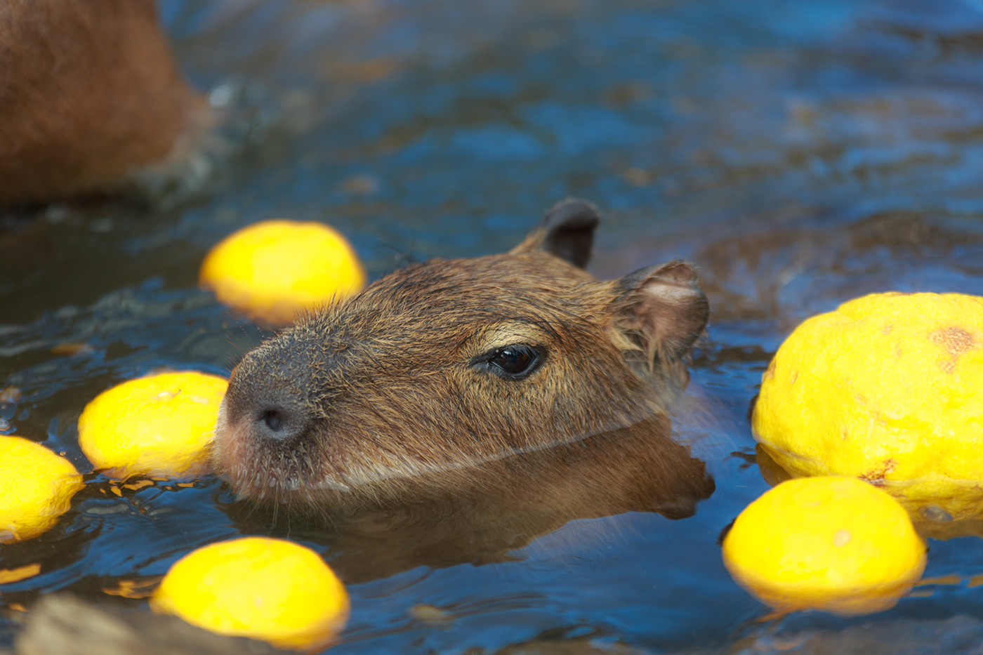 capybara cute pretty peace happiness zoo animal