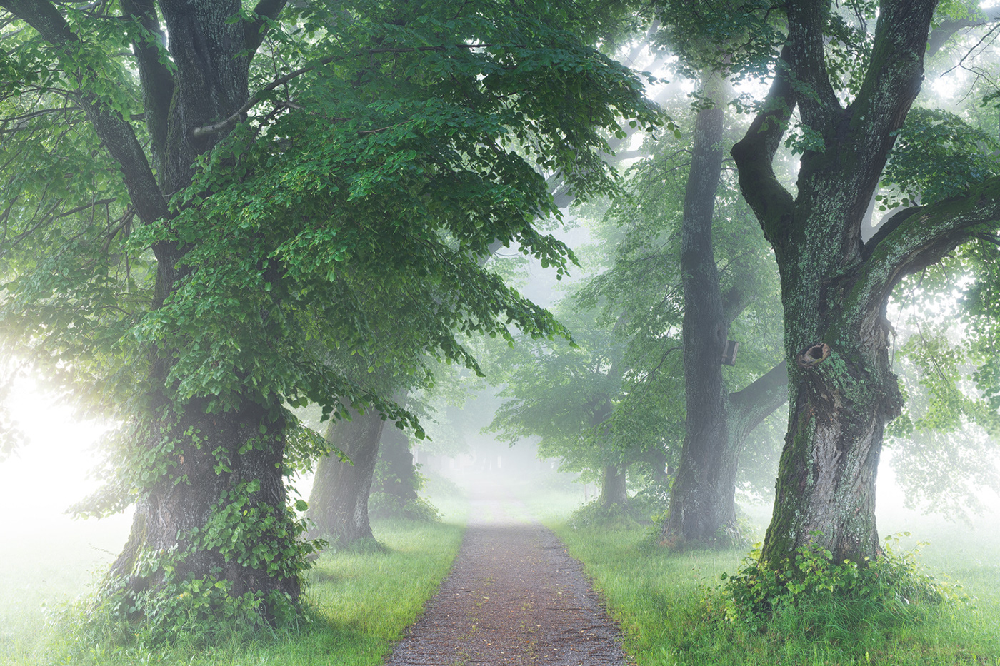 avenue DAWN fog linden mist path summer Treescape Nature Landscape