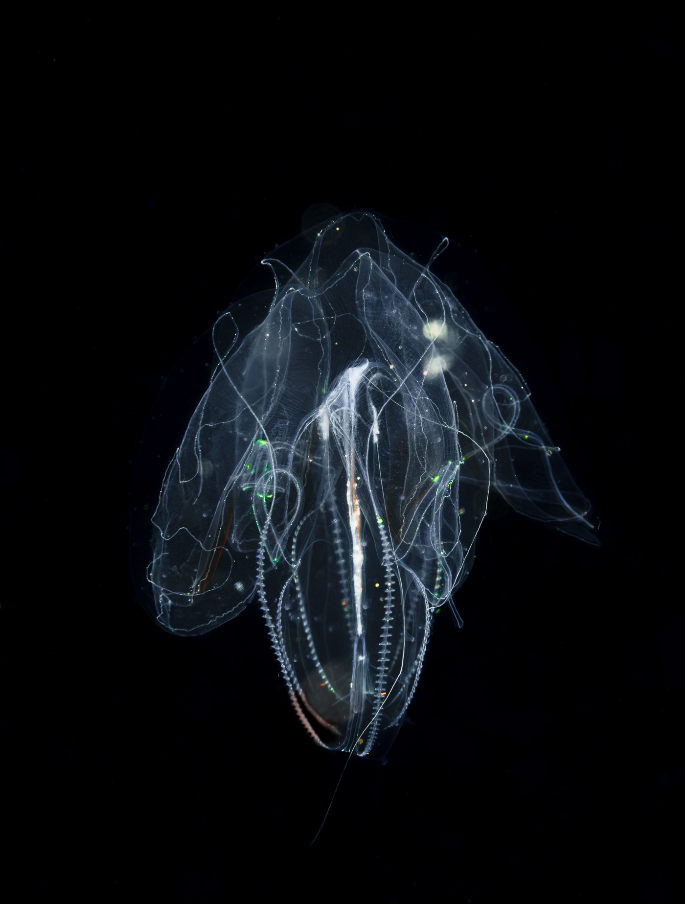 underwater UNDERWATER PHOTOGRAPHY diving blackwater black water phlippines  