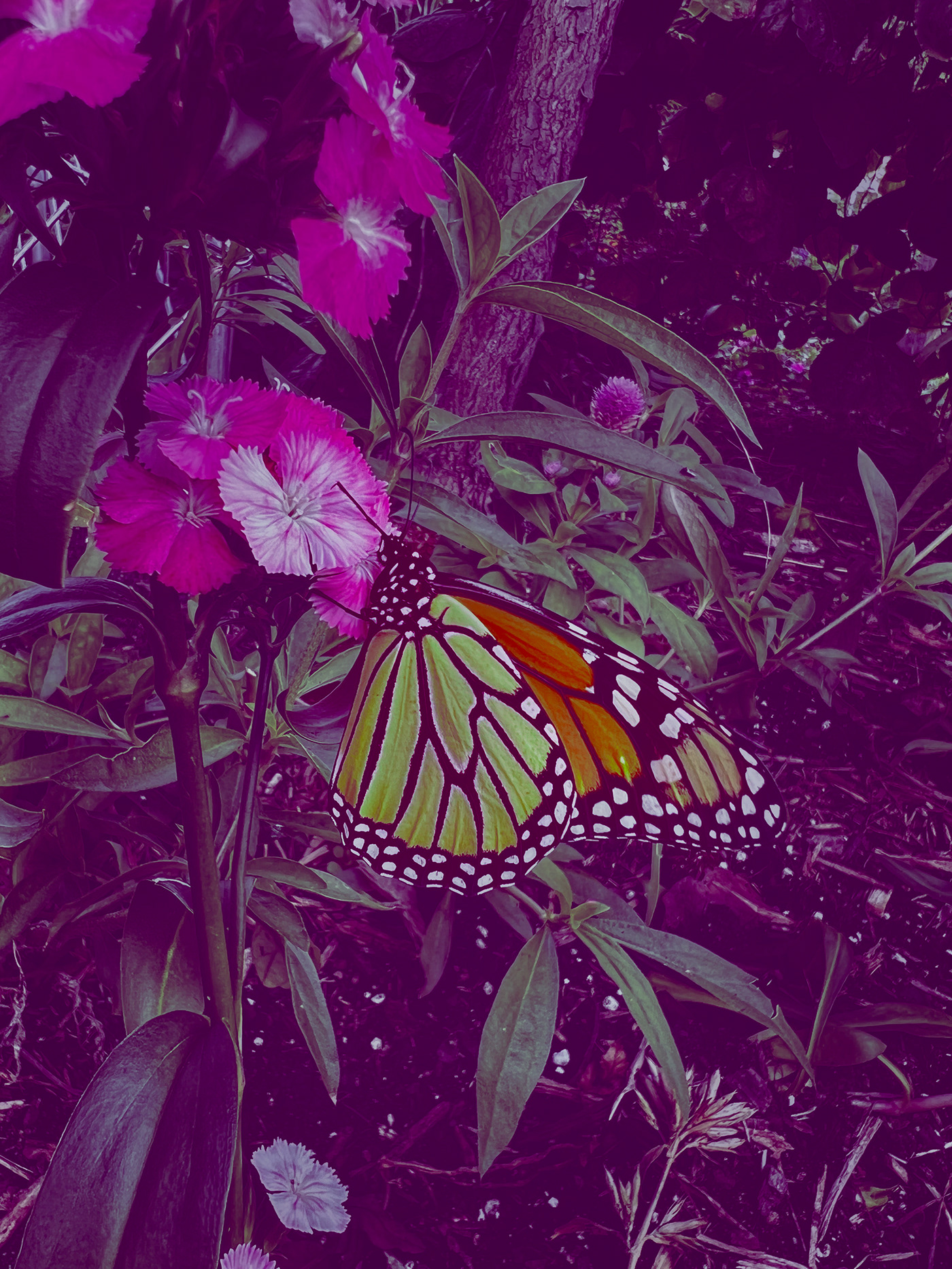 butterfly pink orange арт color pop Nature Flowers apple lightroom