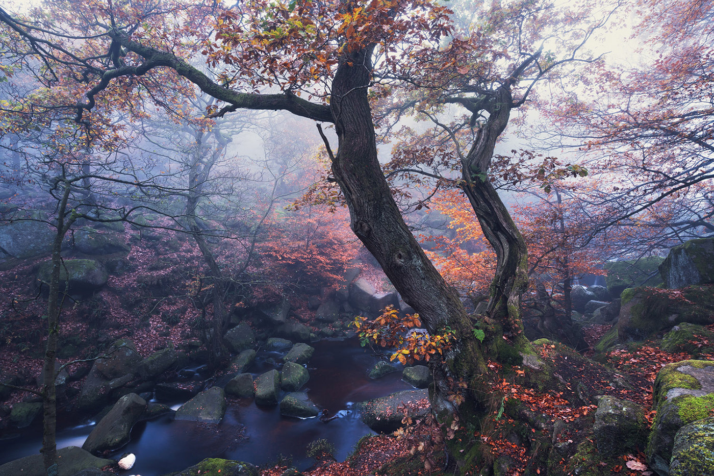 autumn Gorge mist Treescape enchanted fairytale DAWN forest Landscape Nature