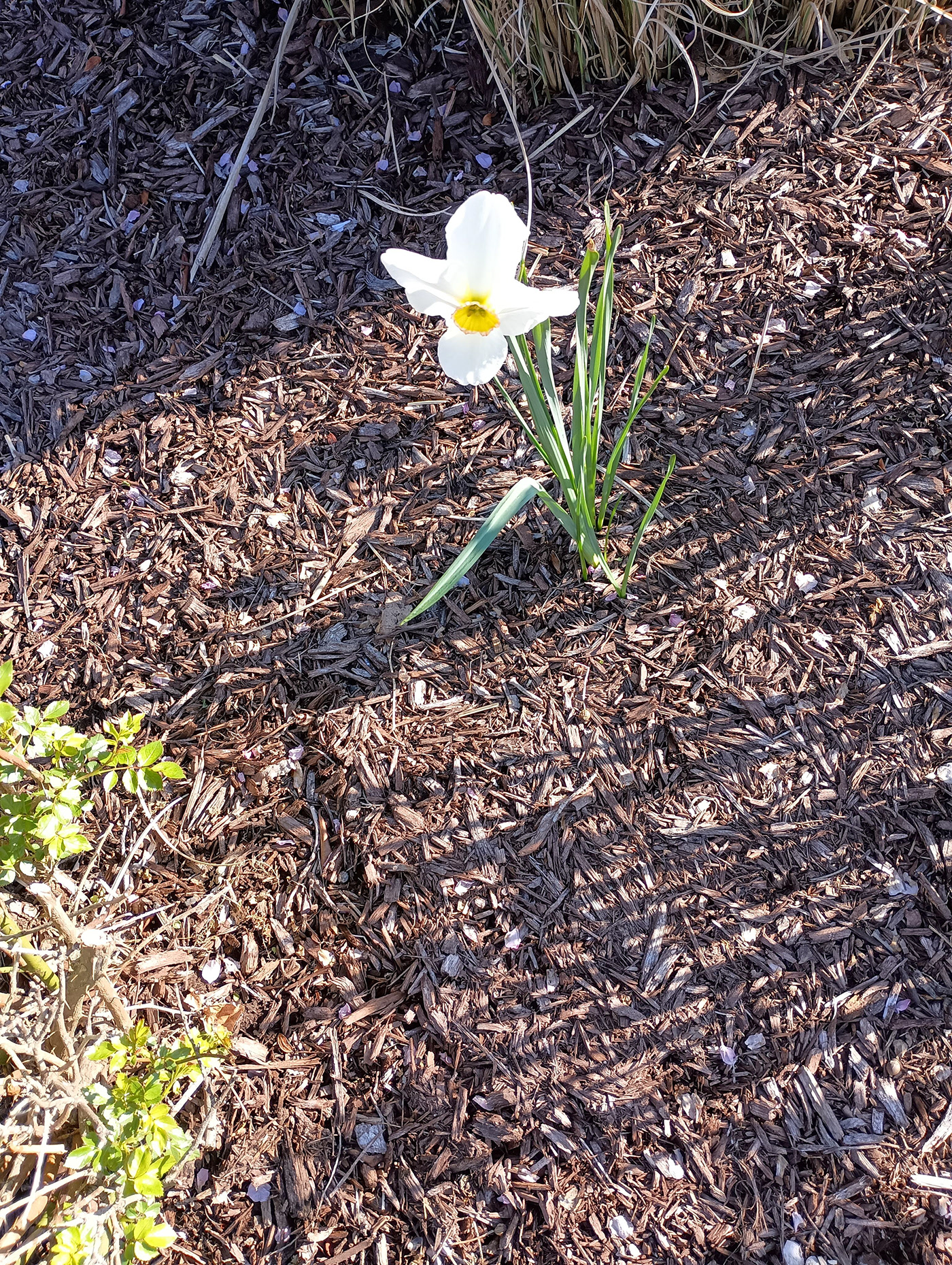 while Daffodil