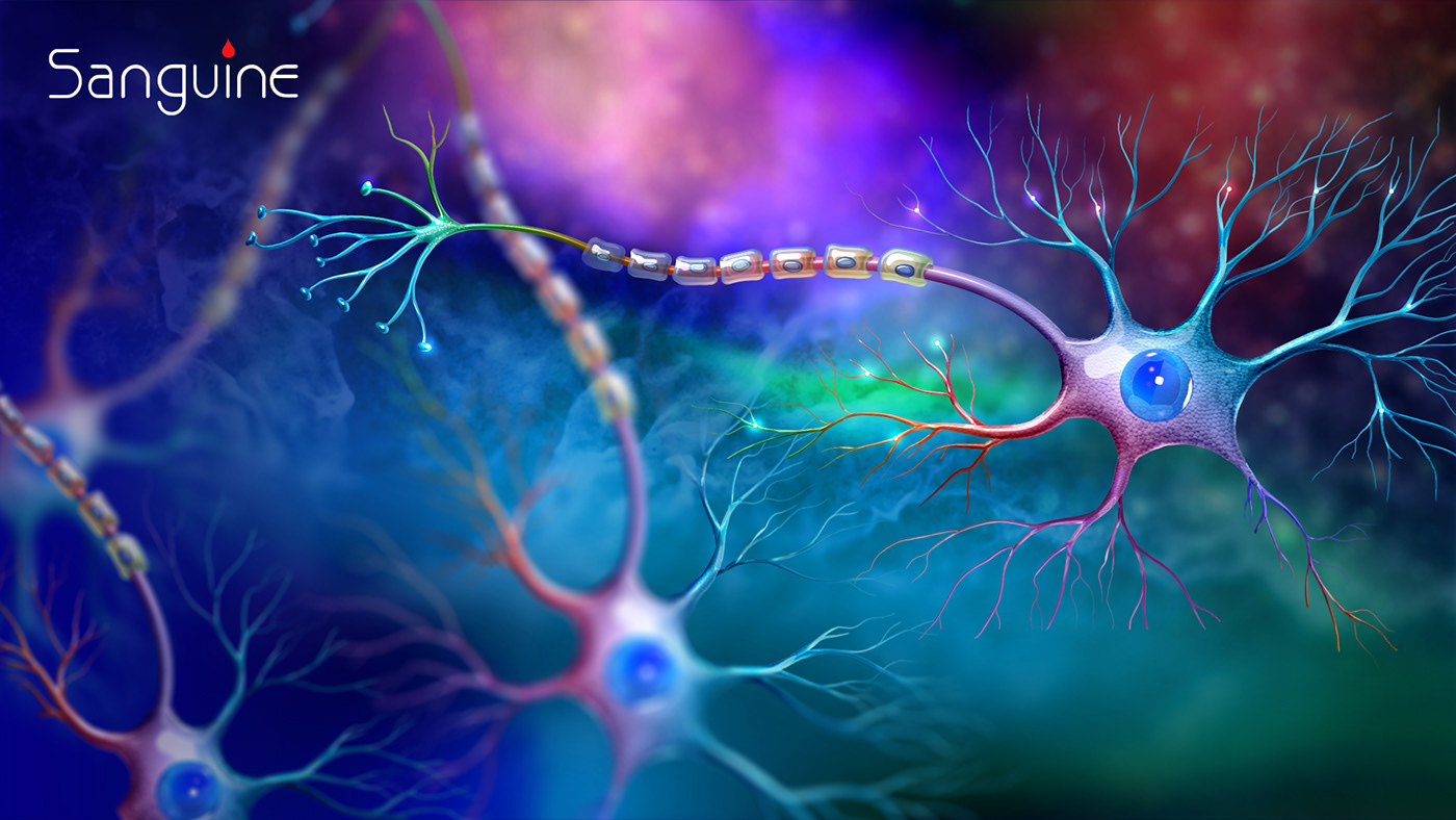 Neuron and glial cells