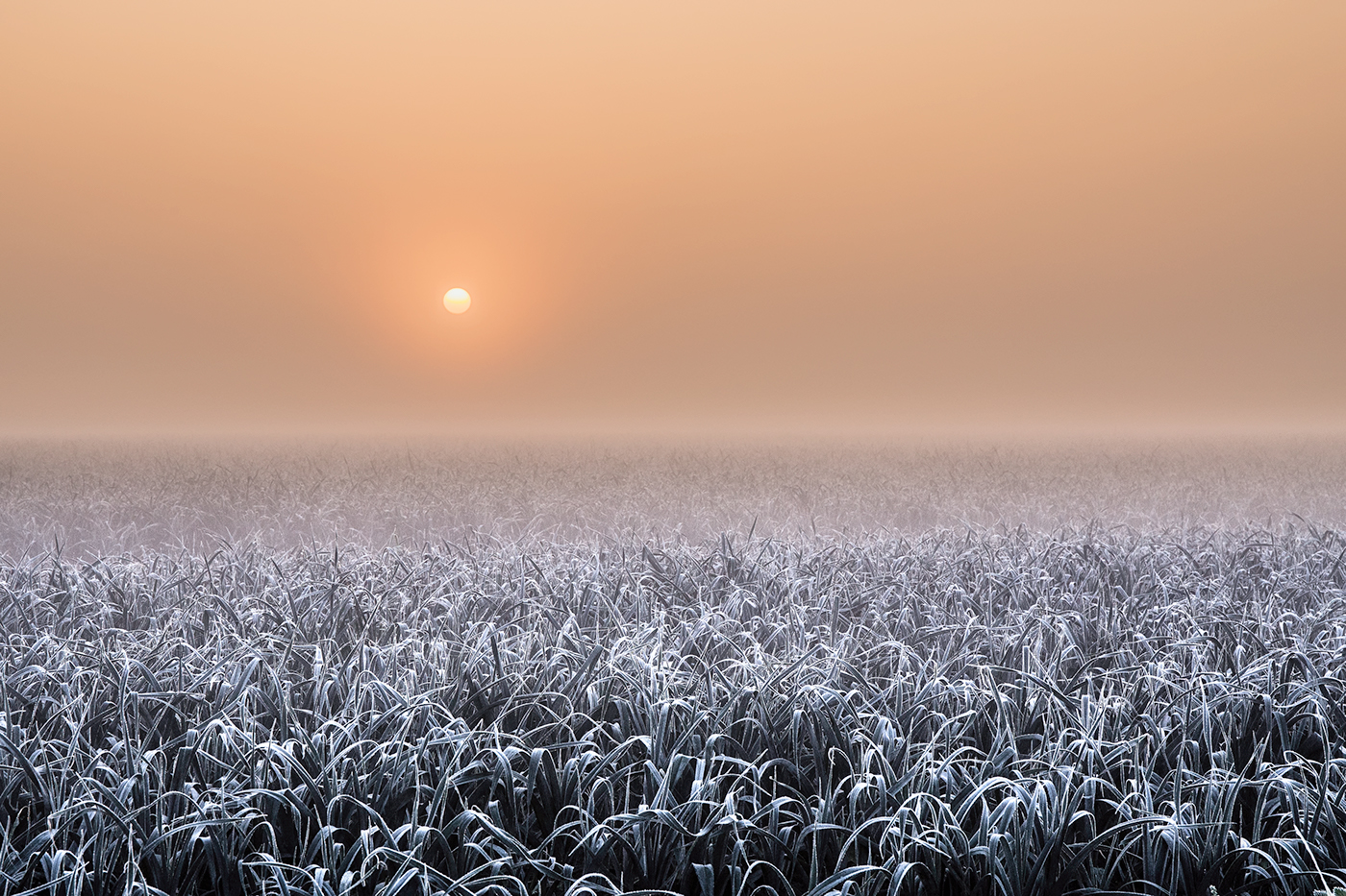 frost cold Sun Sunrise MORNING crop orange Holland The Netherlands winter