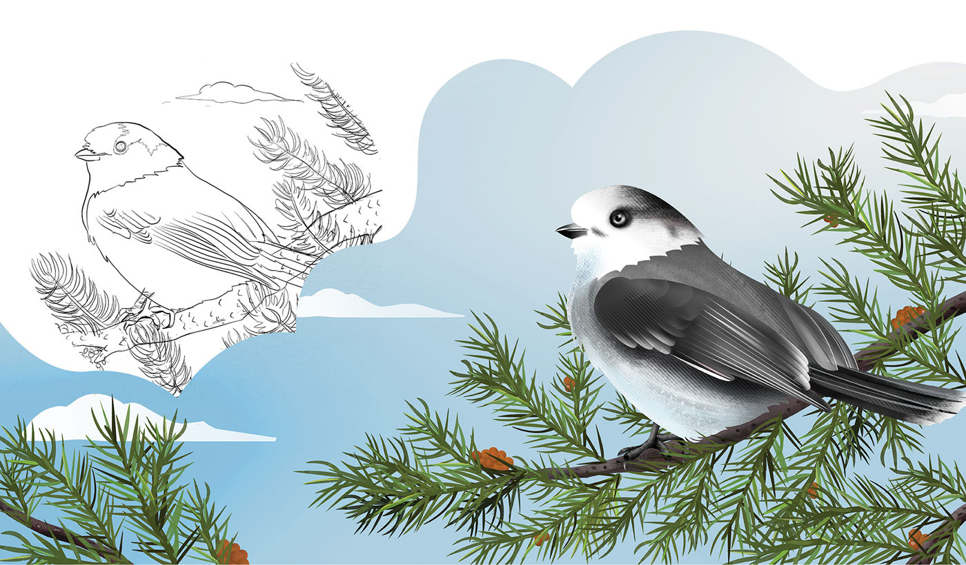 Canada grey jay bird illustration and motion graphics design animation
