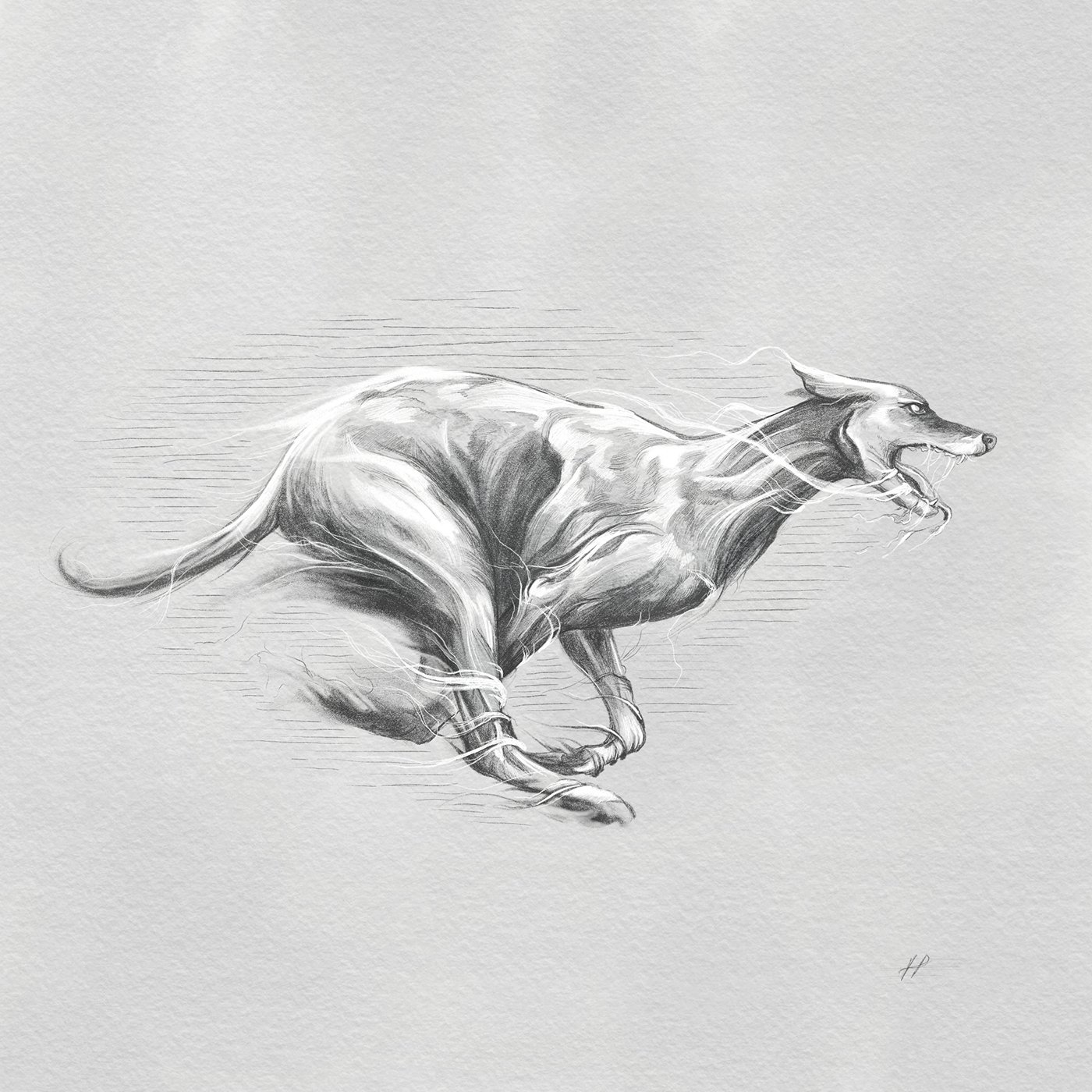 kyle webster derik hobbs SCAD dogs wildlife greyhounds running exercise animals