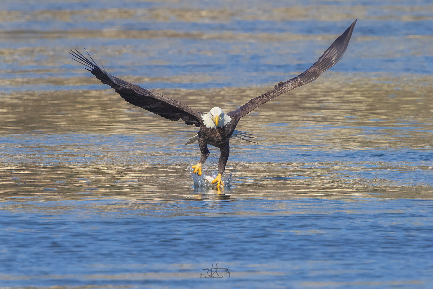 bald eagles Birds of prey Conowingo dam eagles maryland raptors river Susquehanna