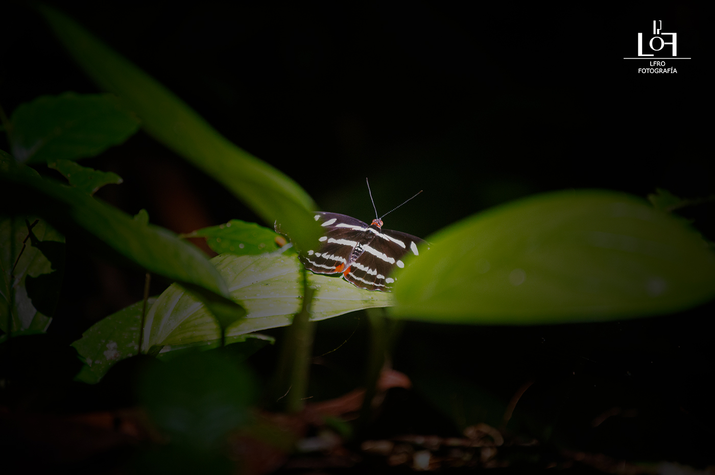 Iquitos jungle rainforest peru Amazon wildlife animals Fotografia photo Photography 