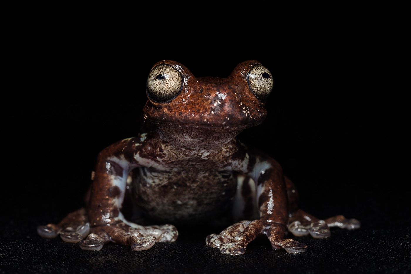 frog animals Nature Amphibian conservation environment portrait species endangered