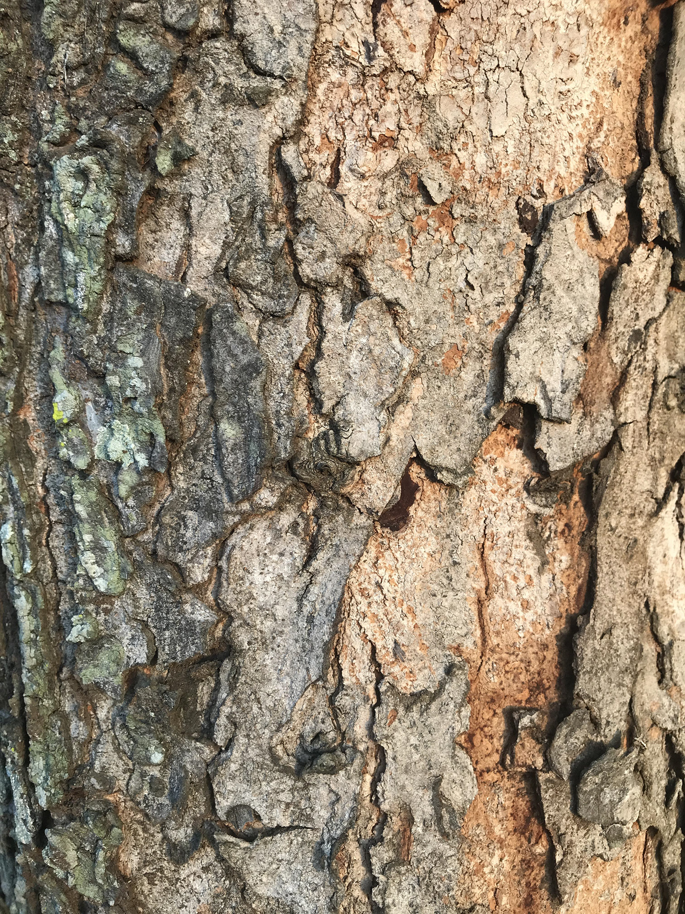 bark Photography  Nature Tree 