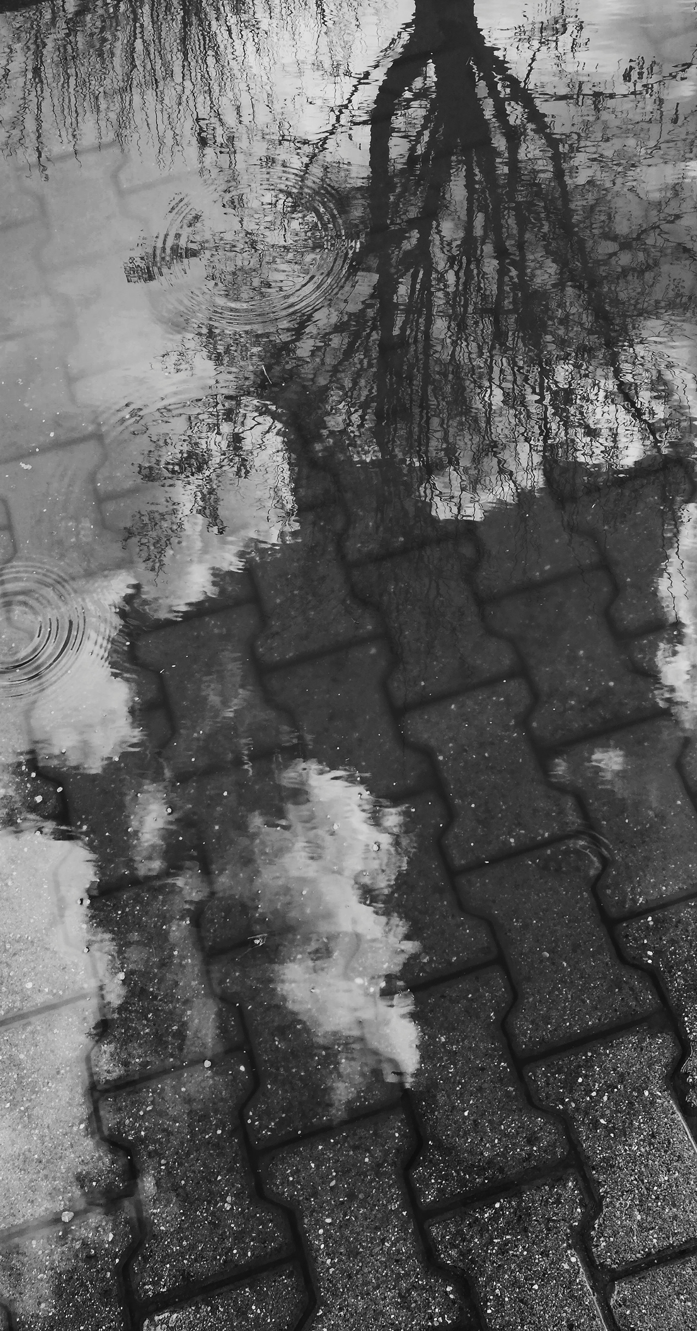 autumn blackandwhite bnw days rain reflection winter
