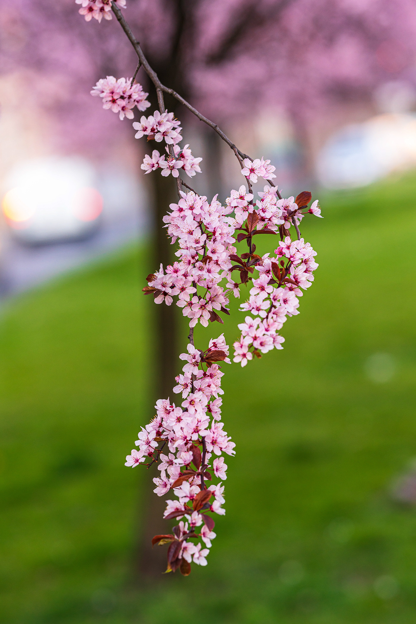 flower Nature spring Tree  wiosna