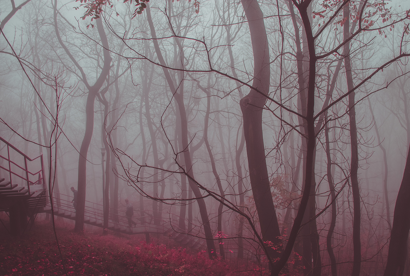 fog Lviv Park city atmosphere autumn Nature Fall trees silence
