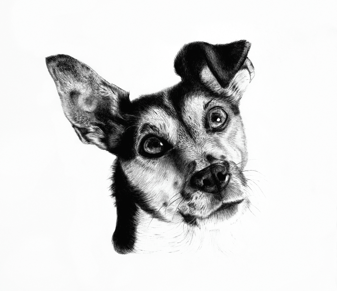 desenho black and white Desenho de Observação observation drawing unesp Ilustração ILLUSTRATION  dog Keith Richards fight club