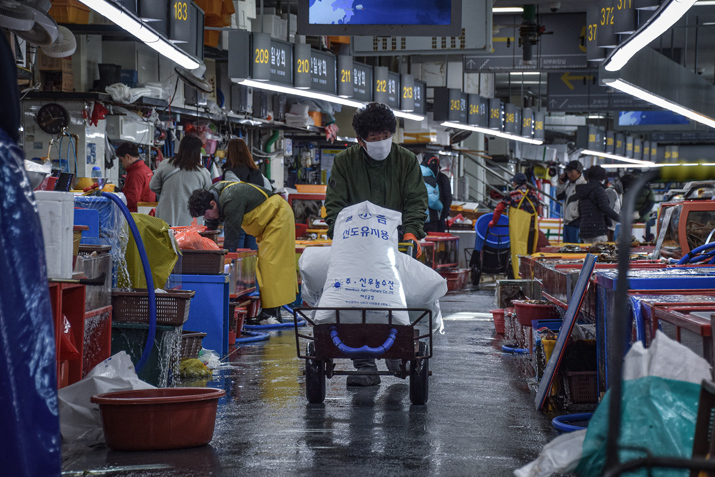 Busan Korea South Korea harbor market fish asia Travel traveling Jagalchi market