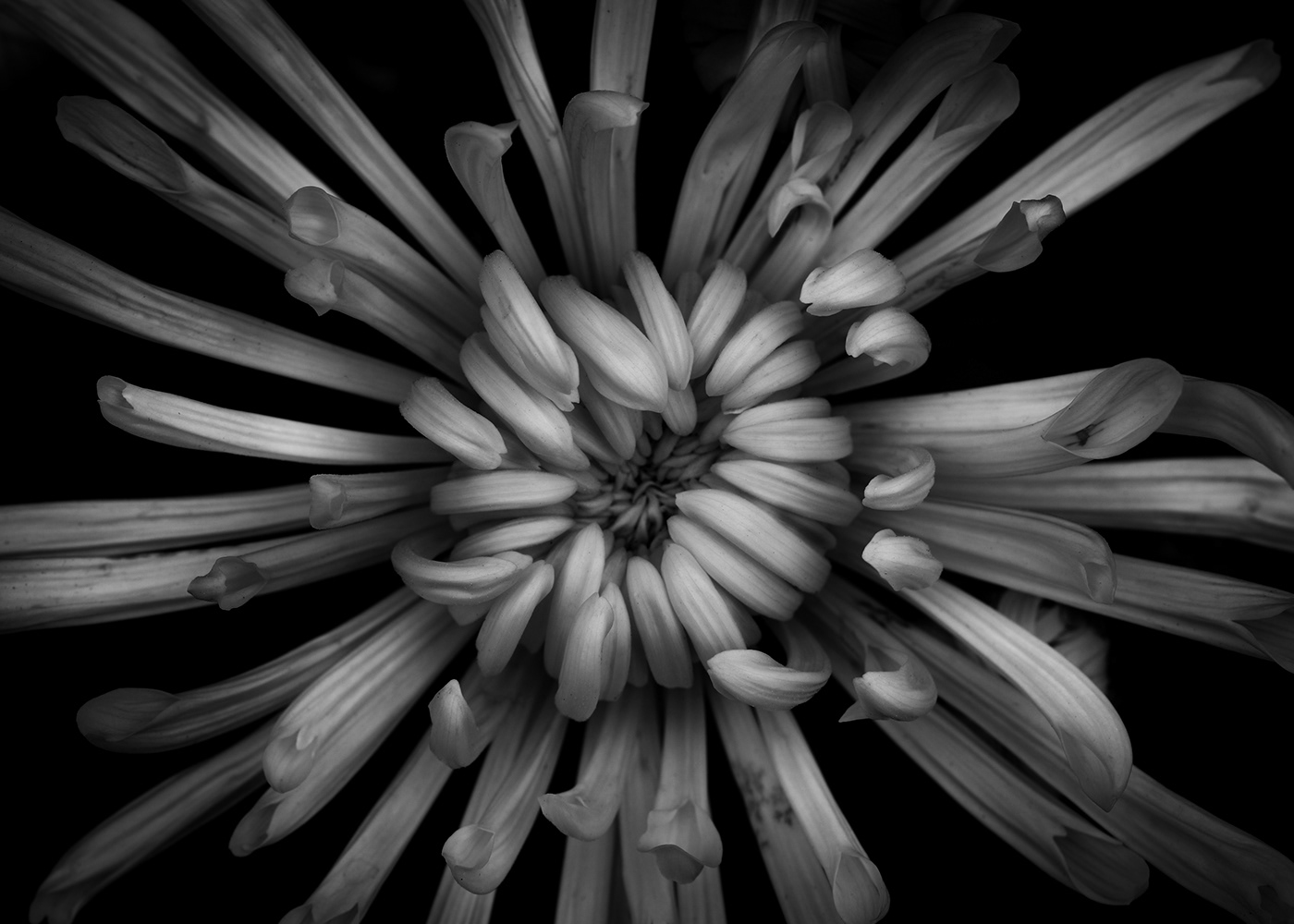 Flowers floral Nature black and white texture abstract fine art Chrysanthemum