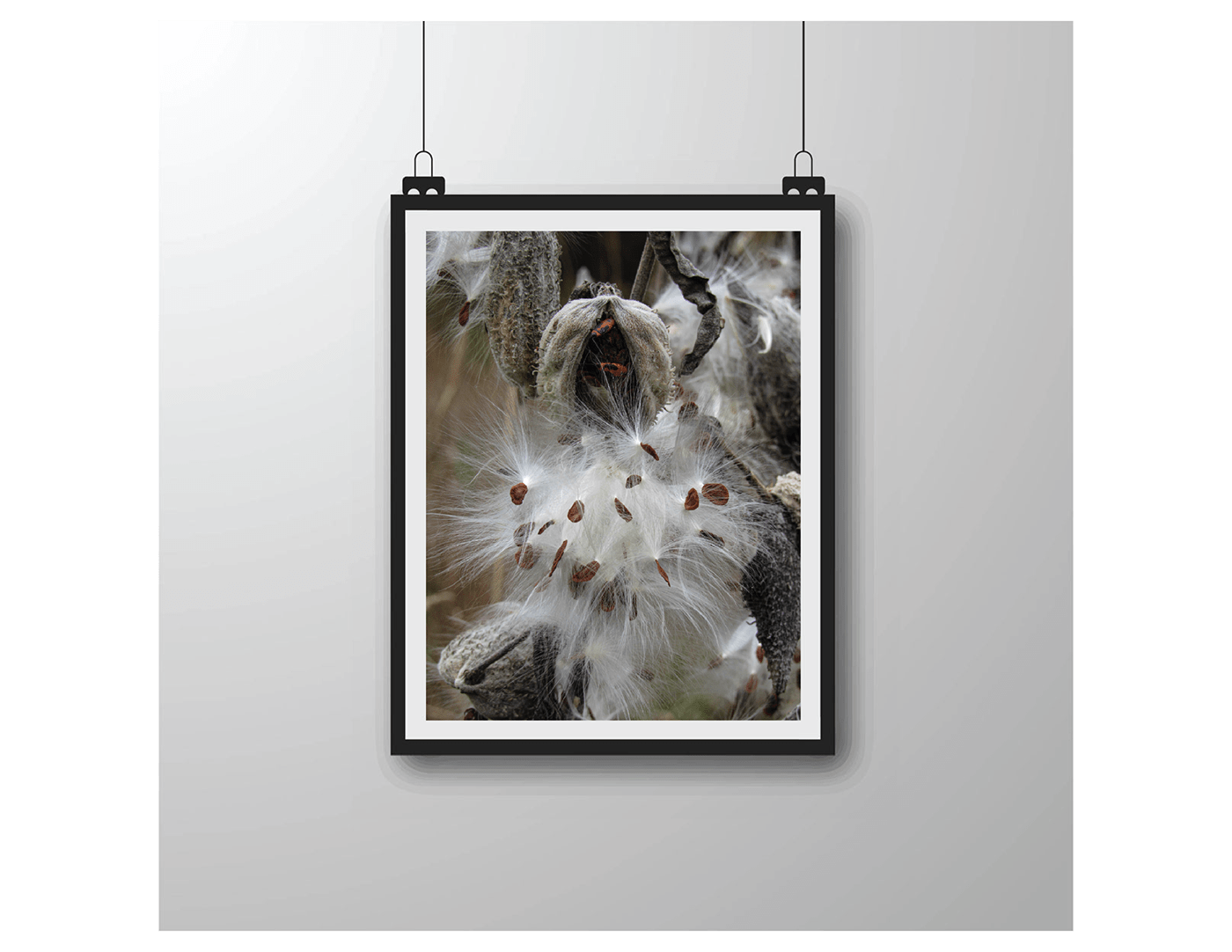 milkweed Nature Photography 