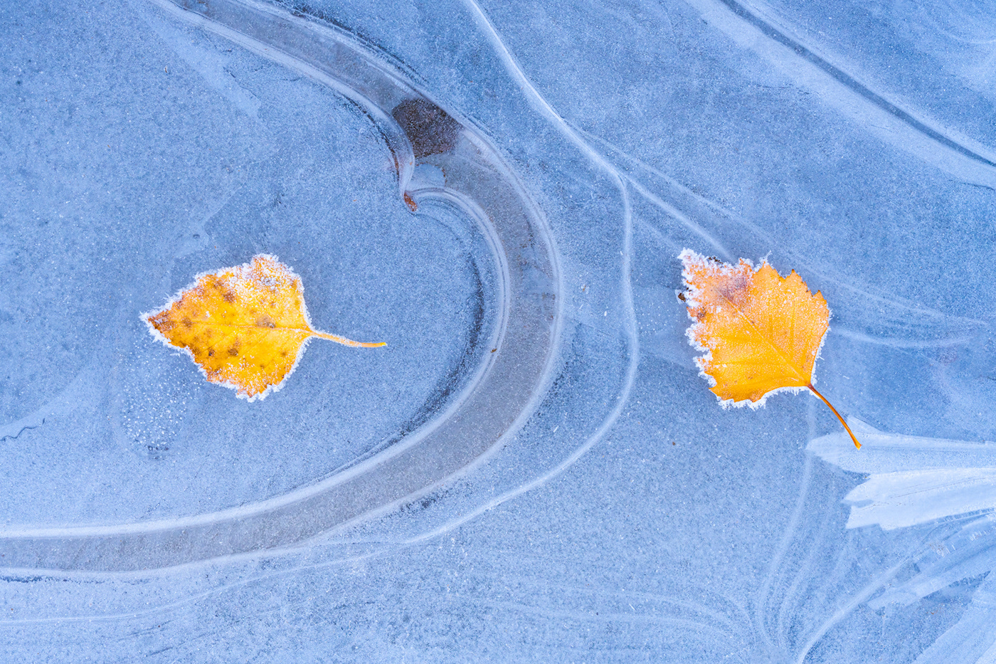 autumn frozen ice leave leaves Netherlands winter