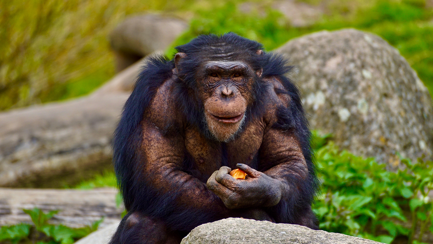 animals denmark tiger lion chimpanzee Photography  photographing photographer Editing  Sony