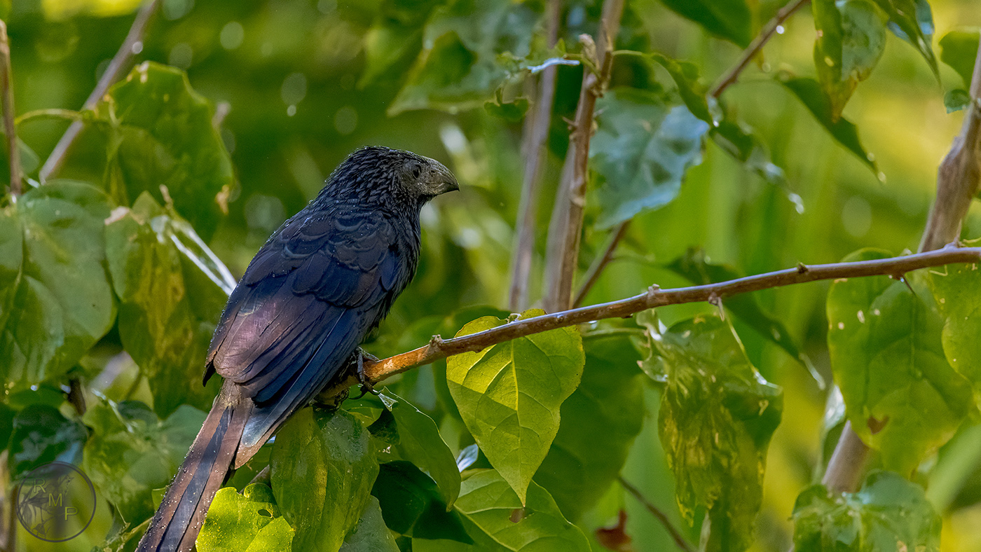 bird costarica Nature photographer Photography 