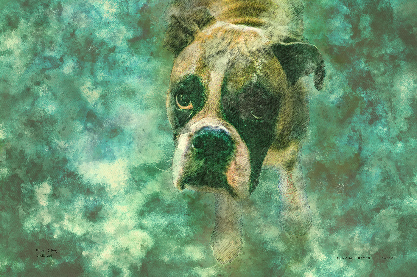 watercolor rendering of a boxer dog named oliver