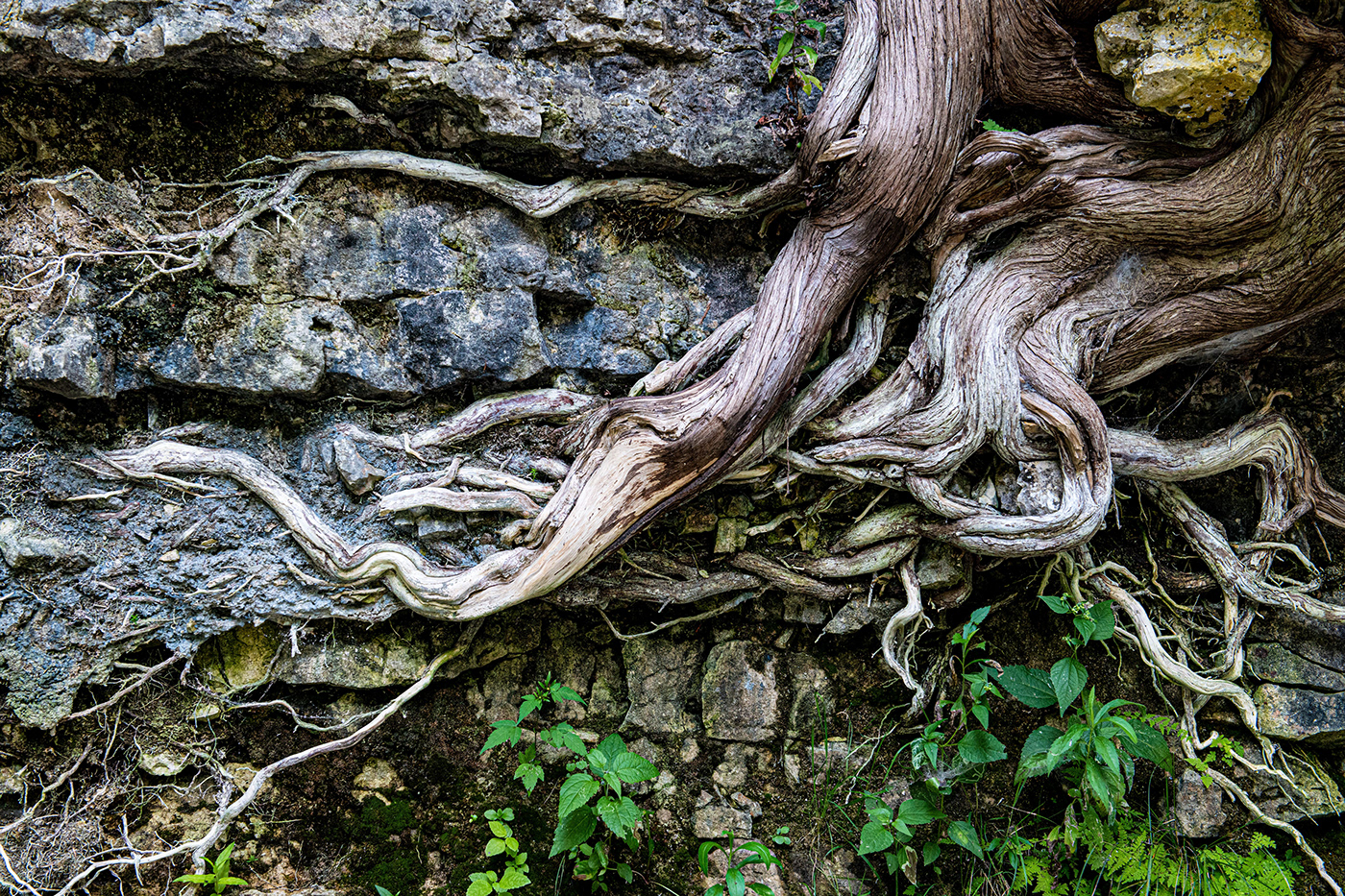 Nature Nikon D850 roots trees