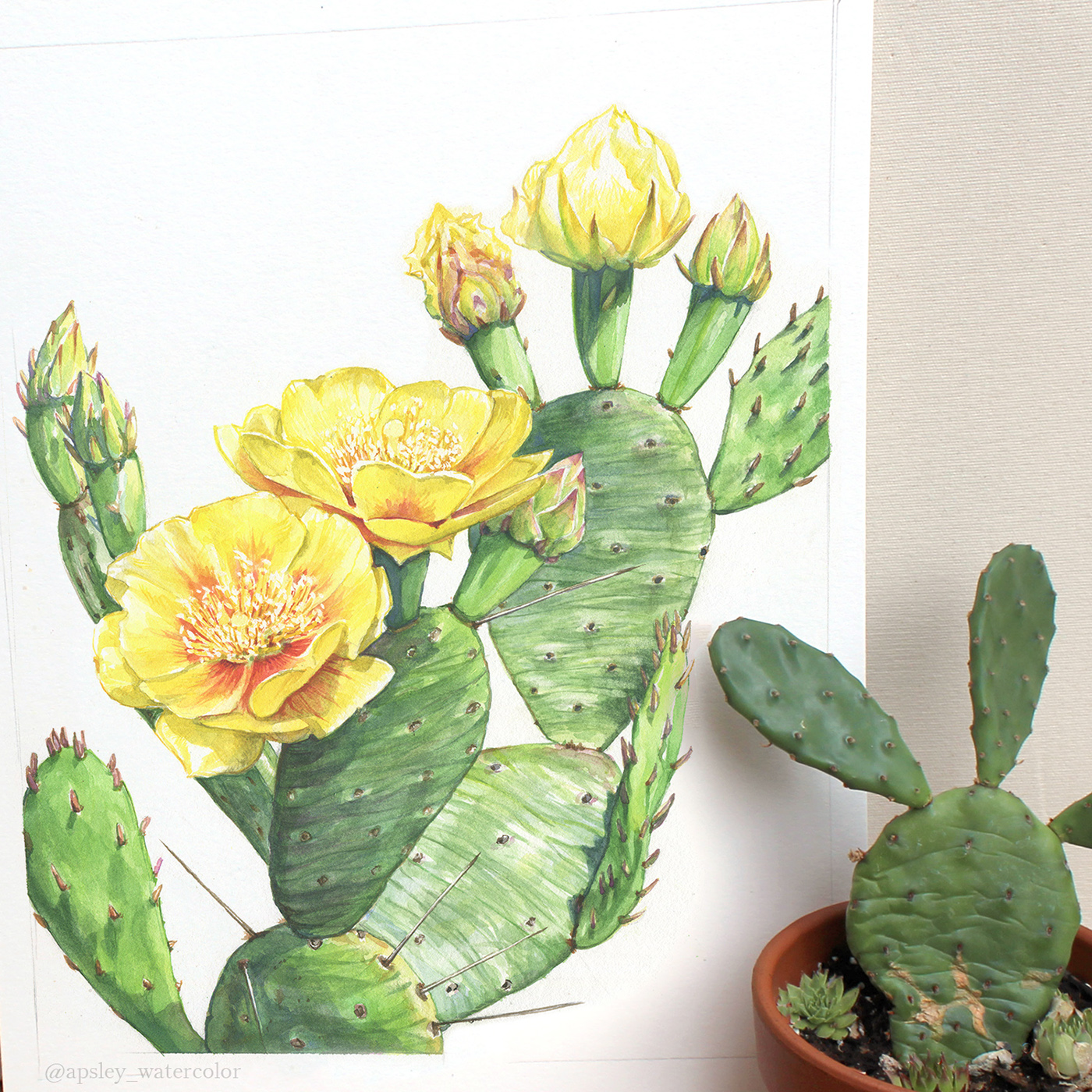 cactus cacti botanical art botanical illustration watercolor Flowers prickly pear Succulents desert plants