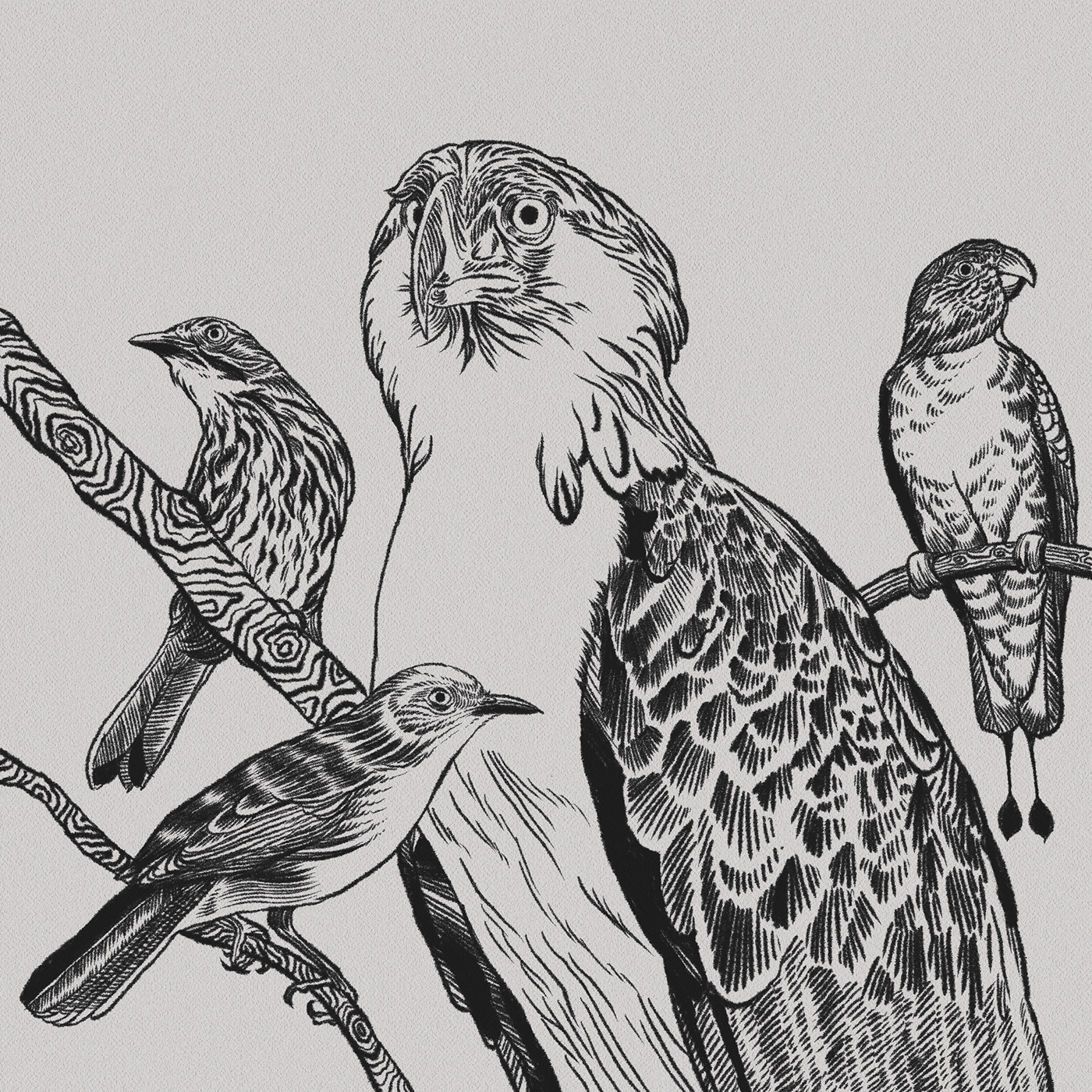art direction  birds branding  Drawing  eagle graphic design  identity ILLUSTRATION  philippines whiteheads ark