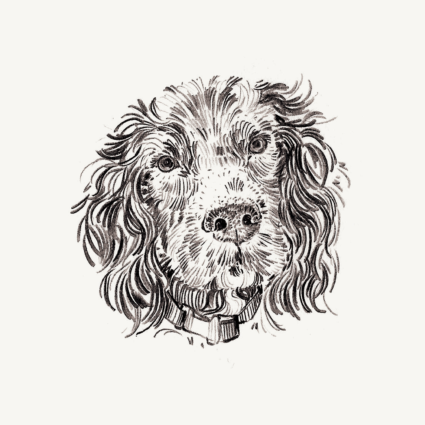 Pet Portrait ILLUSTRATION  Pencil drawing