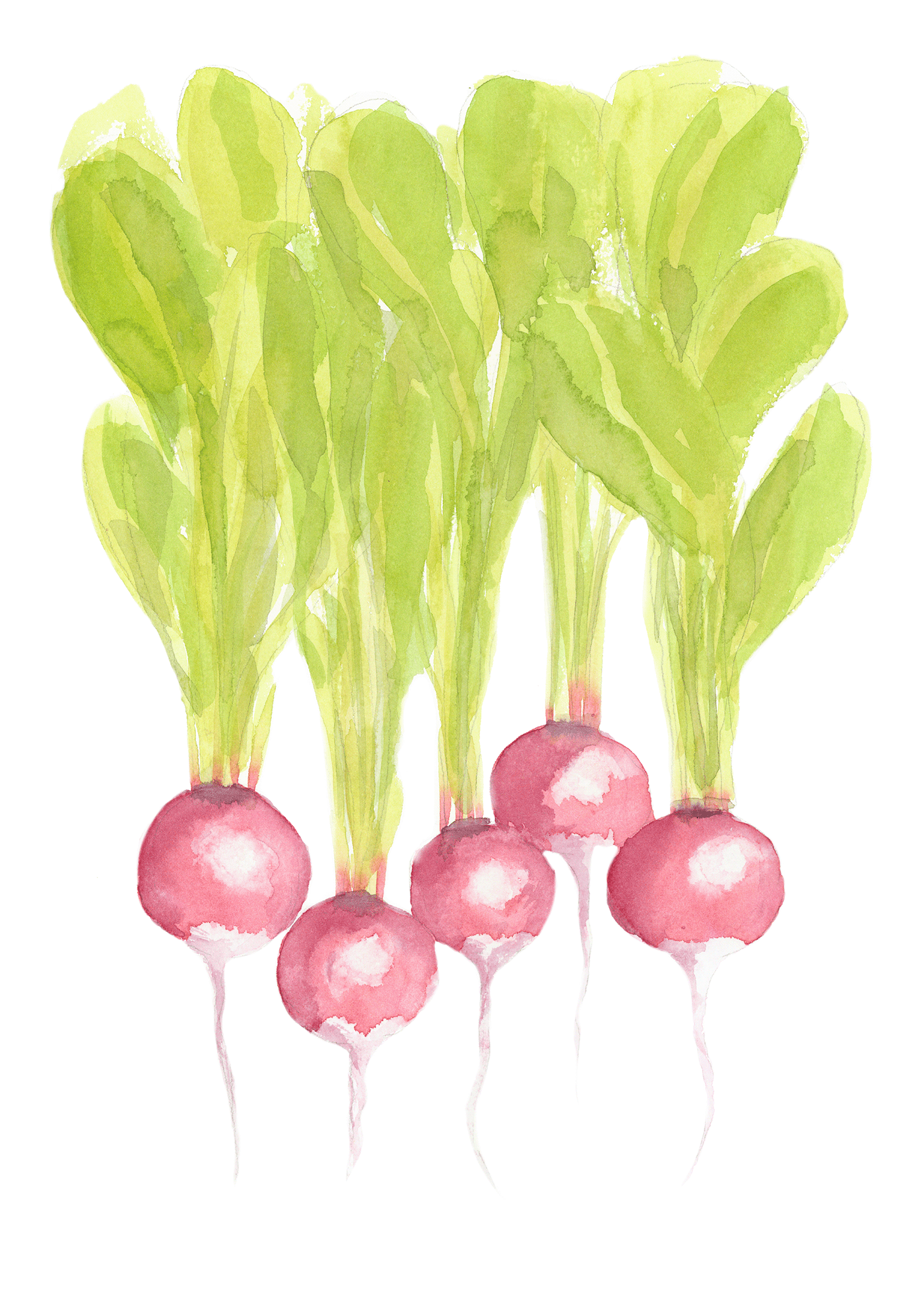 watercolor vegetable painting   ILLUSTRATION  watercolour art veggies vegetables Food  green