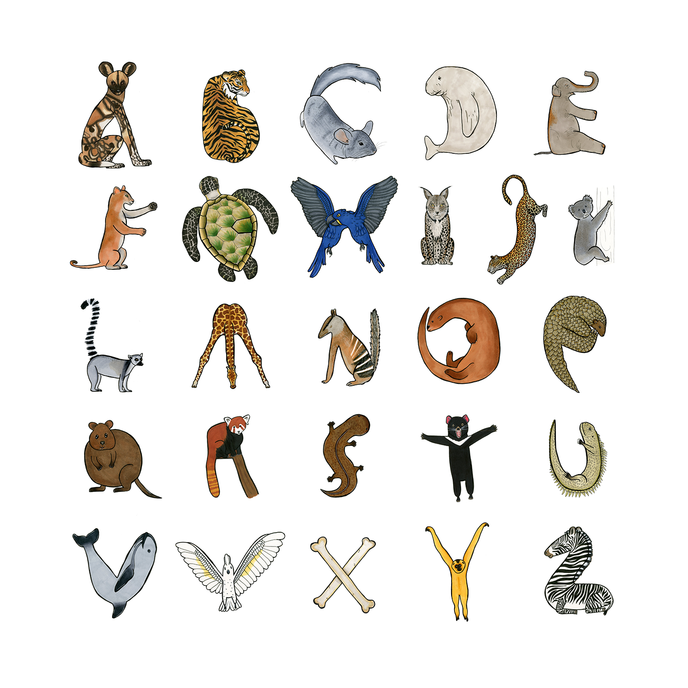 animals typography   ILLUSTRATION  alphabet endangered