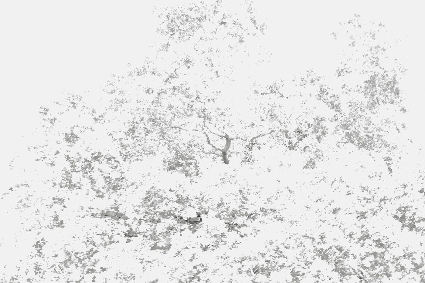 White grey monochrome Photography  Tree  Landscape abstract overexposure