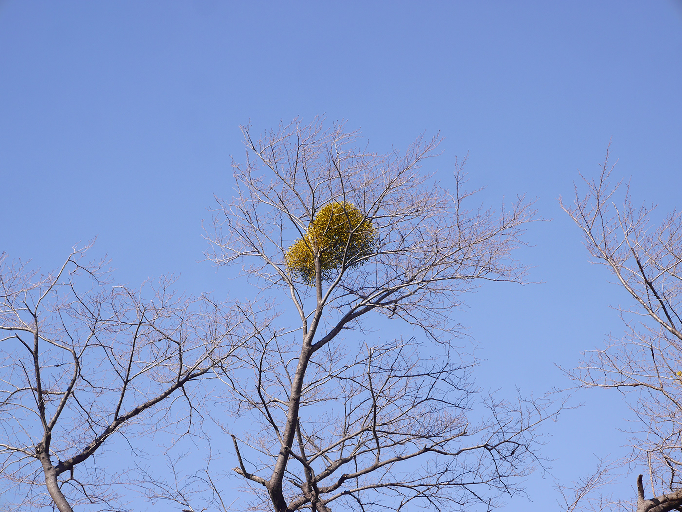 Tree  natural mistletoe