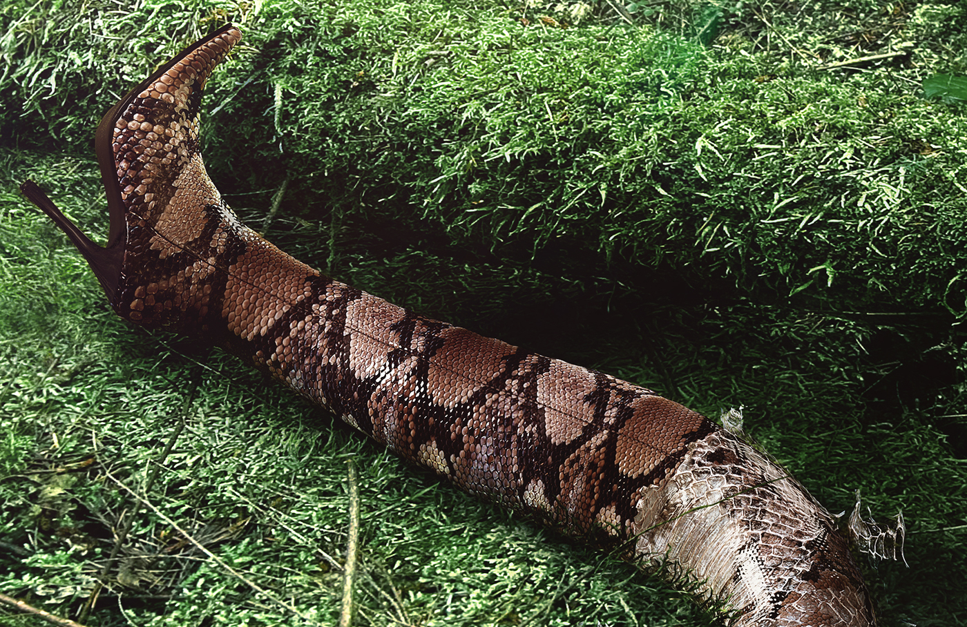 snake WWF retouch 3D CGI Cinema peru natural unnatural jungle